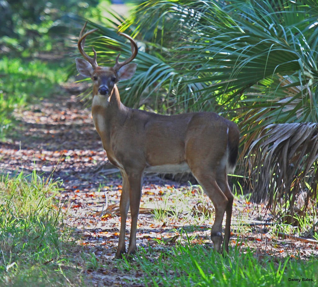 WHITE-TAILED DEER WITH BAD FOOT WHITE-TAILED DEER WITH BAD FOOT