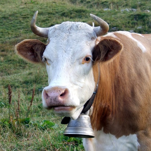 swiss cow