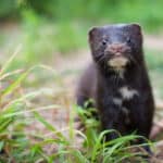 Mink