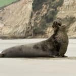 Elephant Seal