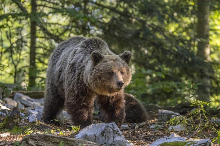 Eurasian brown bear (Ursus arctos arctos) female 1 Eurasian brown bear (Ursus arctos arctos) female 1 Brown Bear