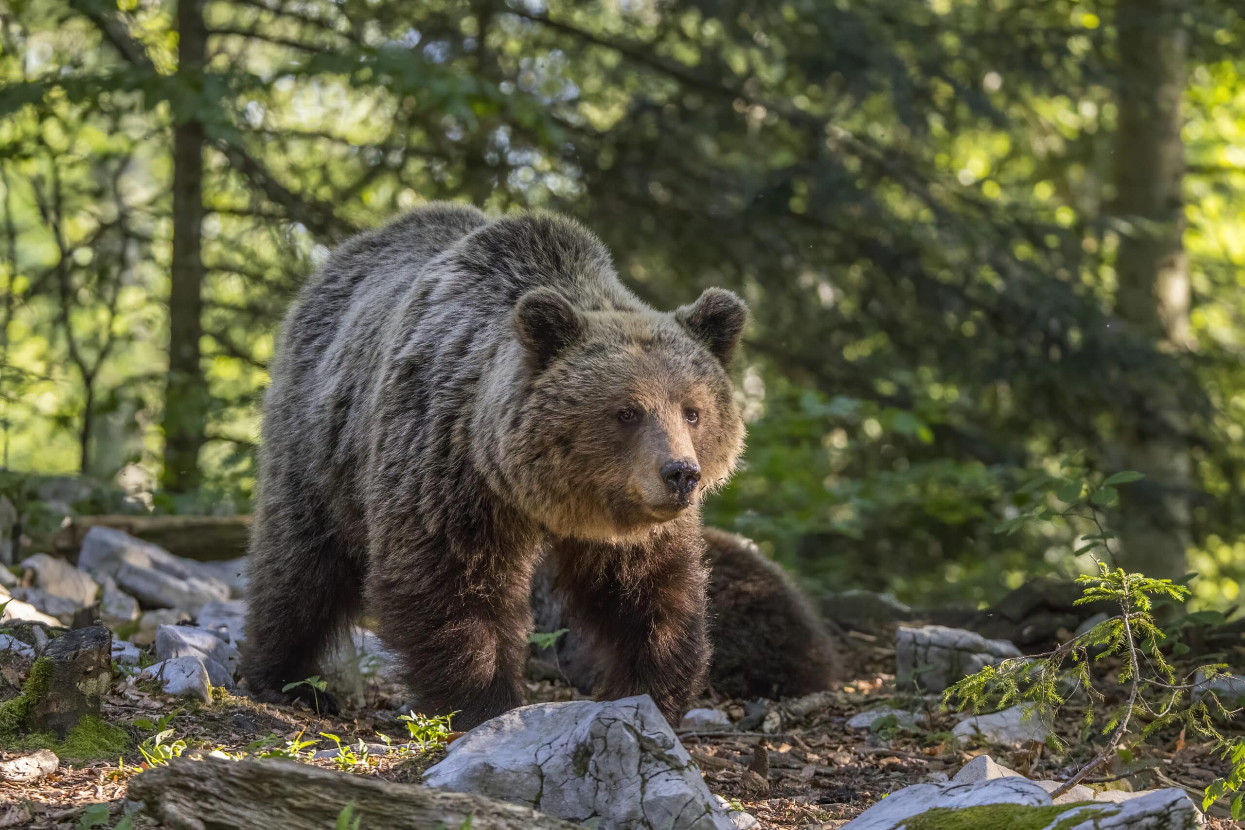 Eurasian brown bear (Ursus arctos arctos) female 1 Eurasian brown bear (Ursus arctos arctos) female 1 Brown Bear