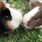 Cavia porcellus