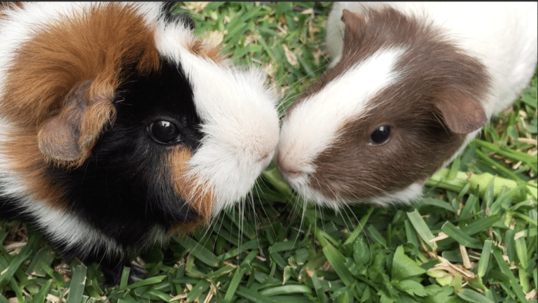Cavia porcellus Guinea Pig