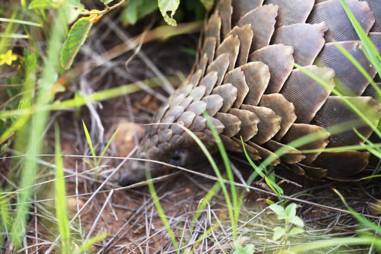 Pangolin