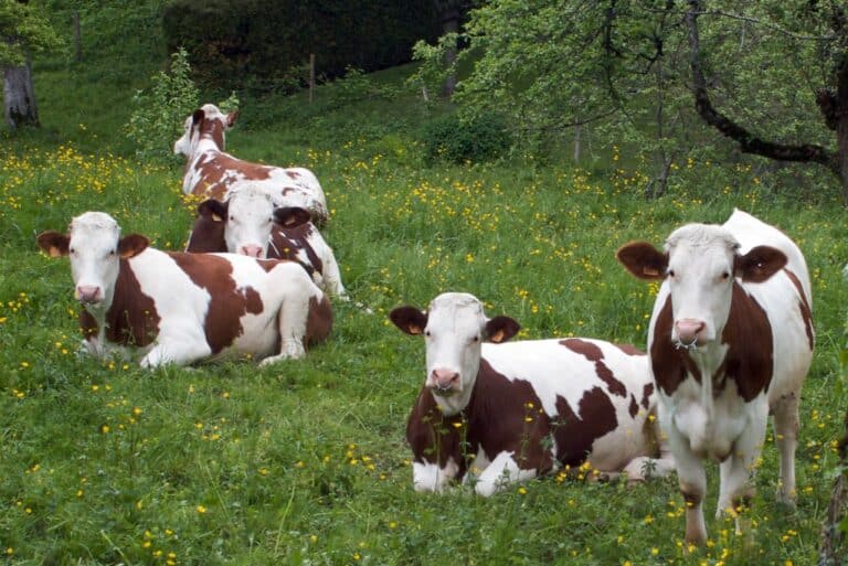 Cows