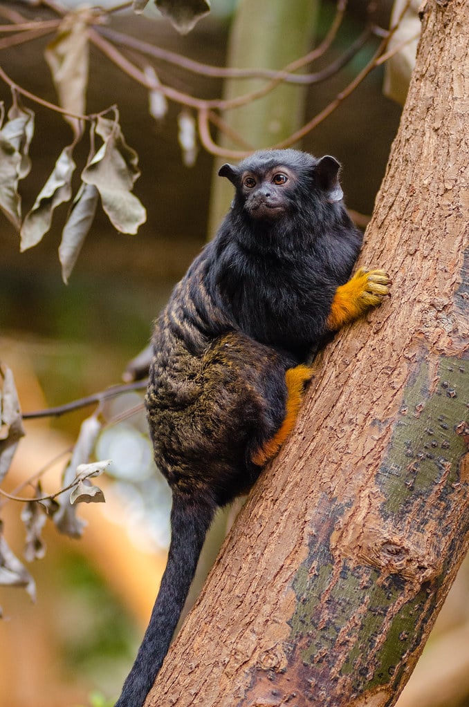 Red-handed tamarin