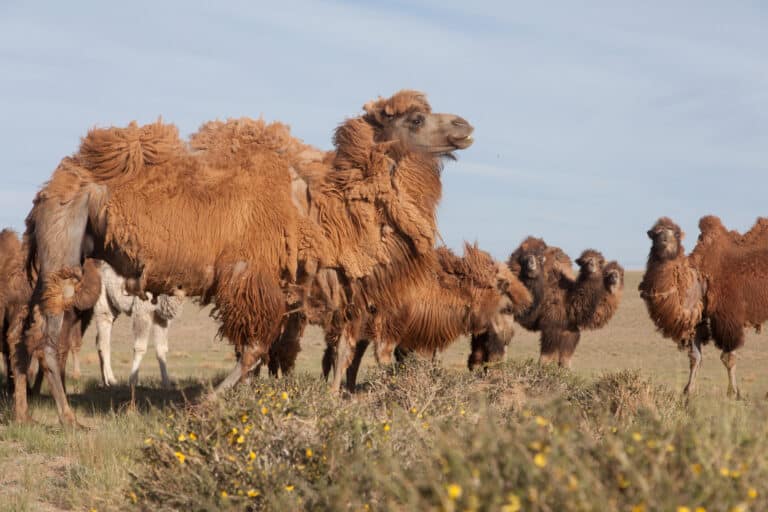 Camelus bactrianus in western Mongolia 04 Camelus bactrianus in western Mongolia 04 Bactrian Camel