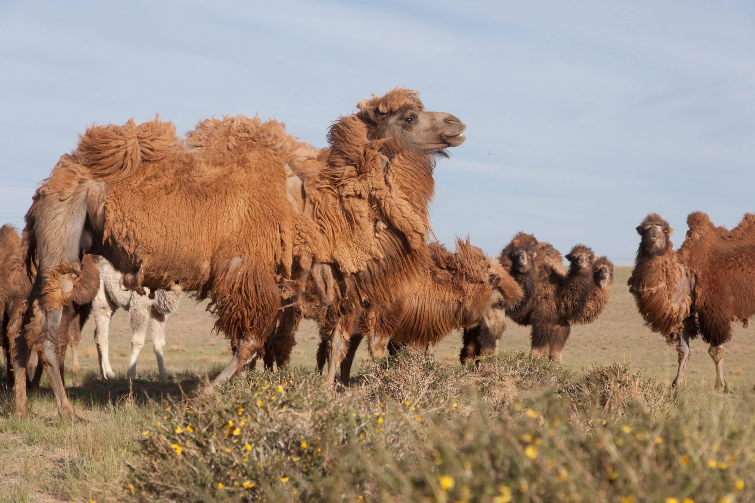 Camelus bactrianus in western Mongolia 04 Camelus bactrianus in western Mongolia 04 Bactrian Camel