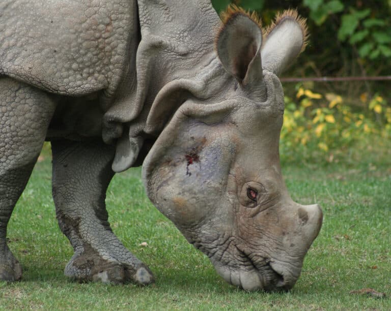 File:Indian Rhino2 (Rhinoceros unicornis)2 – Relic38.jpg