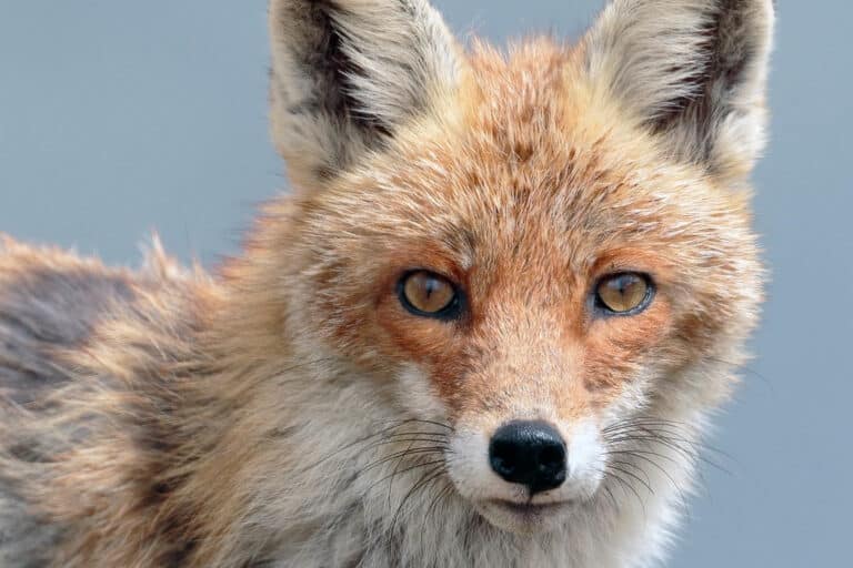 Vulpes vulpes Vulpes vulpes