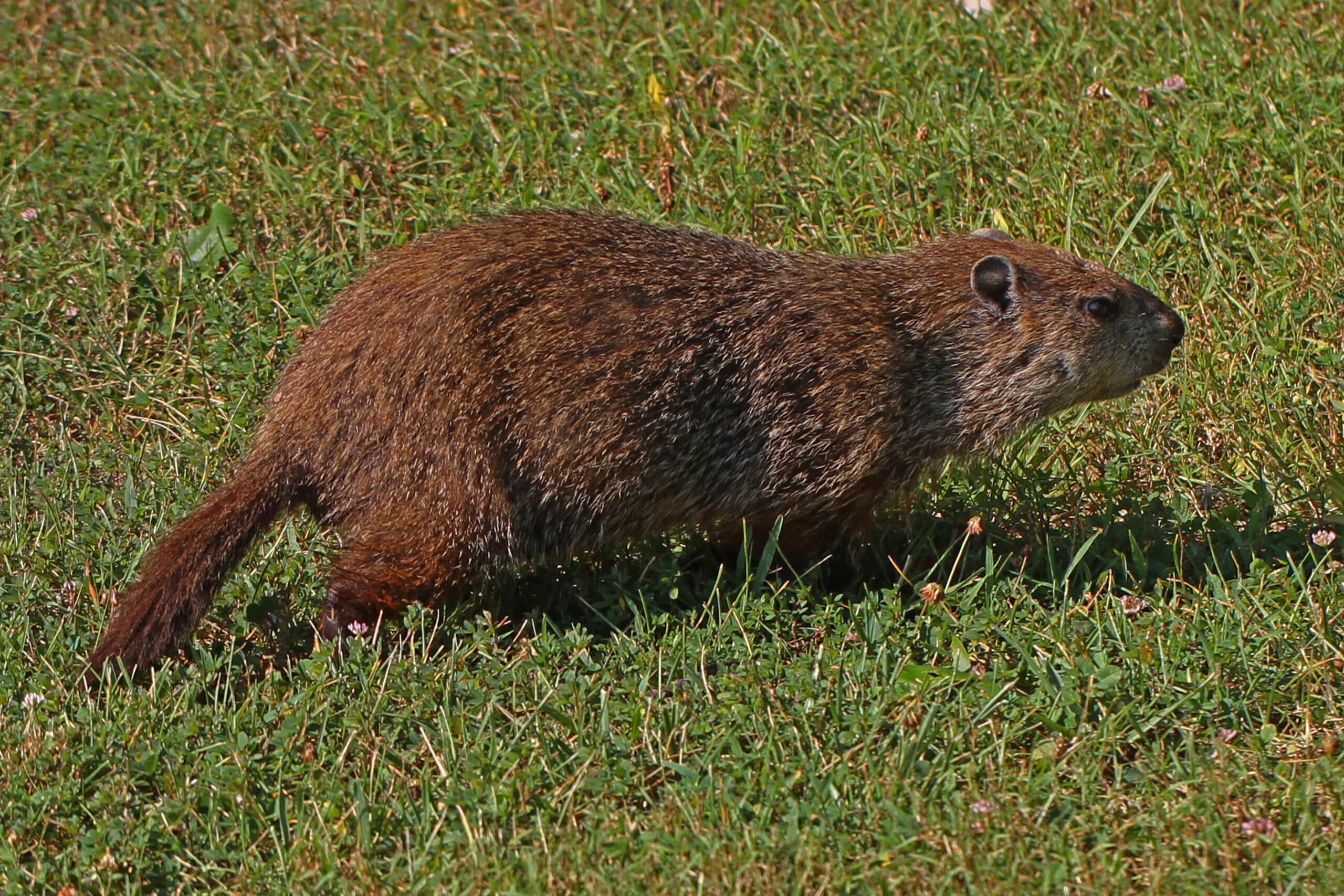 Groundhog – Marmota monax, Leesylvania State Park, Woodbridge, Virginia Groundhog – Marmota monax, Leesylvania State Park, Woodbridge, Virginia