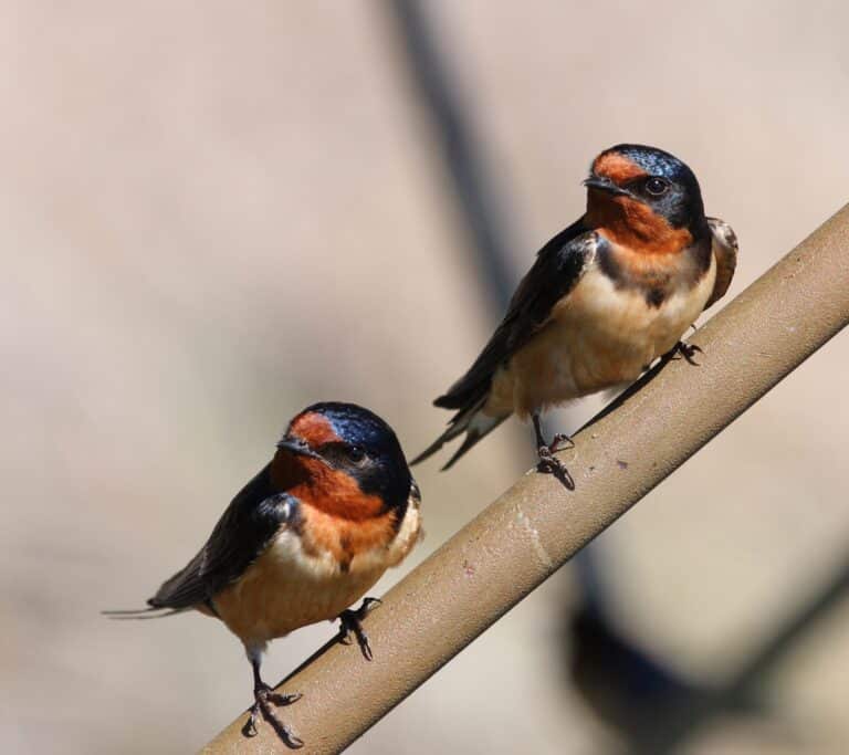 Hirundo rustica PP Hirundo rustica PP