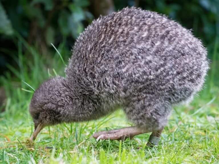20180703 kiwi-sonya9 959 DxO (cropped) 20180703 kiwi-sonya9 959 DxO (cropped)