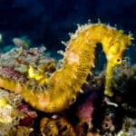 File:Hippocampus hystrix (Spiny seahorse) yellow.jpg