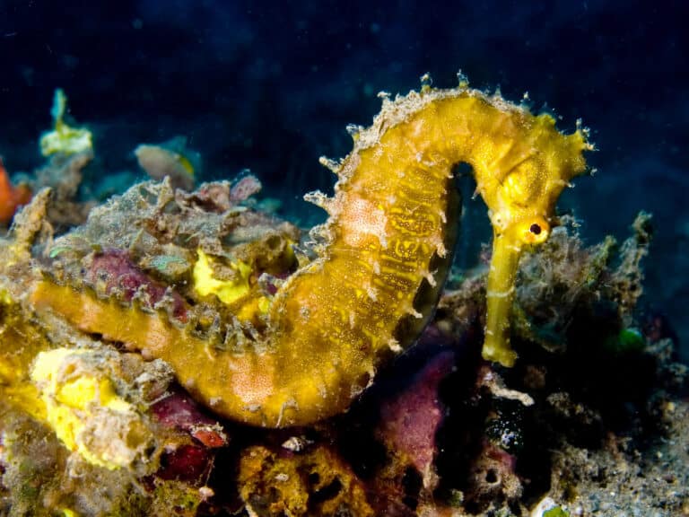 File:Hippocampus hystrix (Spiny seahorse) yellow.jpg Seahorse