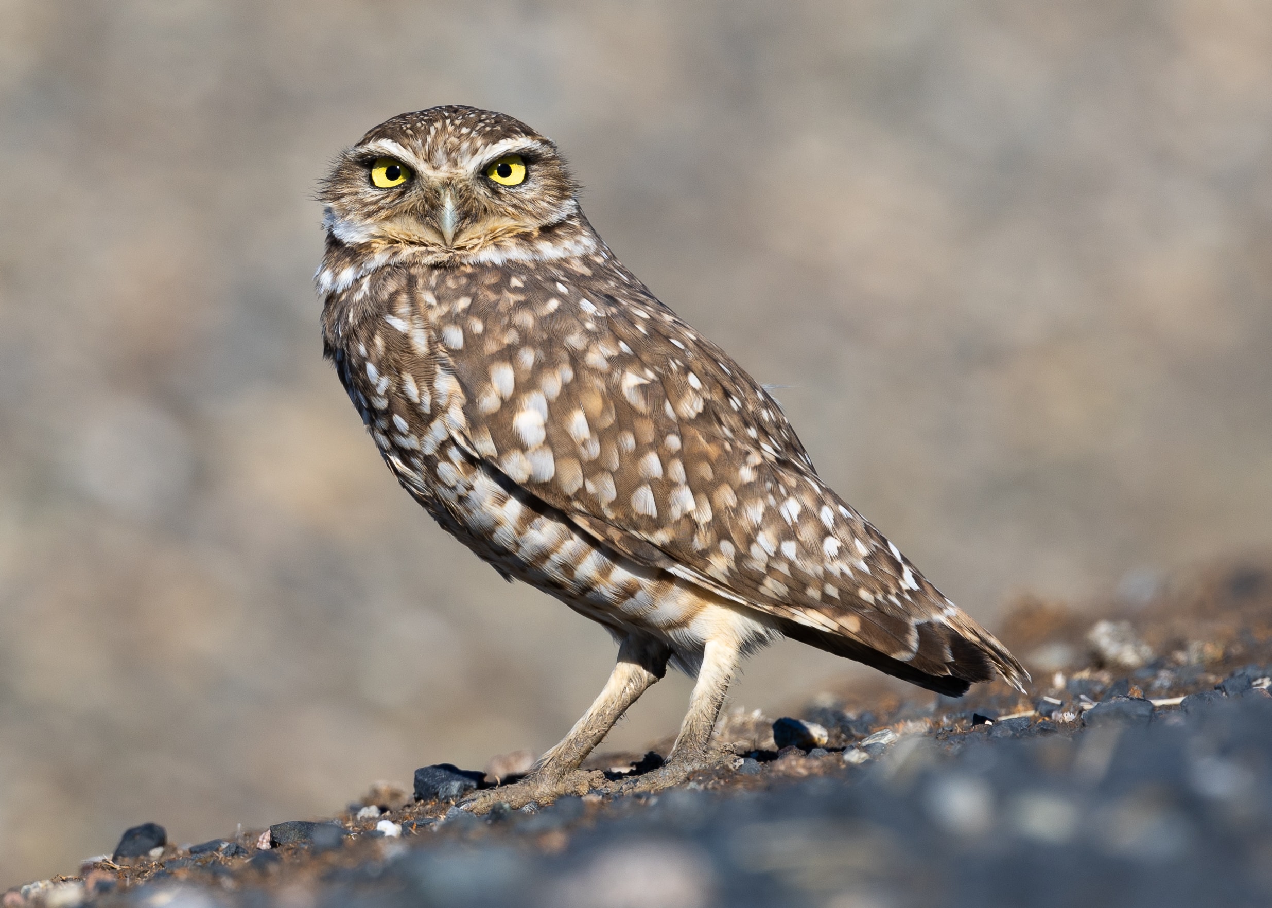 Western burrowing owl, Glenn County-0550 Western burrowing owl, Glenn County-0550