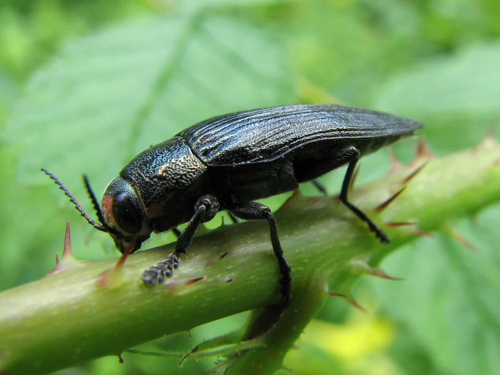 Large Jewel Beetle – Flickr – treegrow