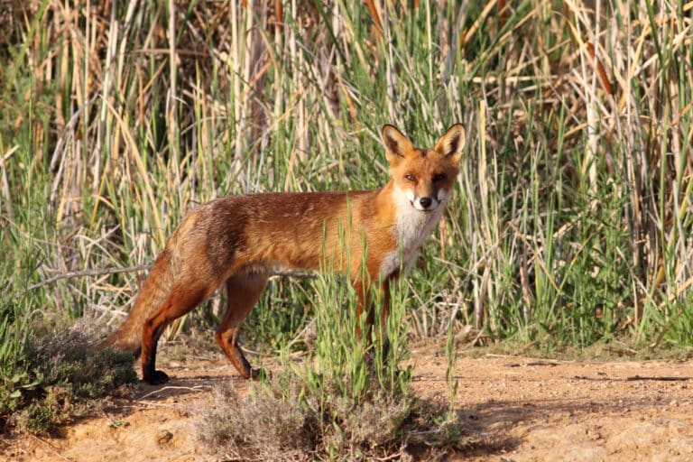 European Red Fox (Vulpes vulpes) European Red Fox (Vulpes vulpes)