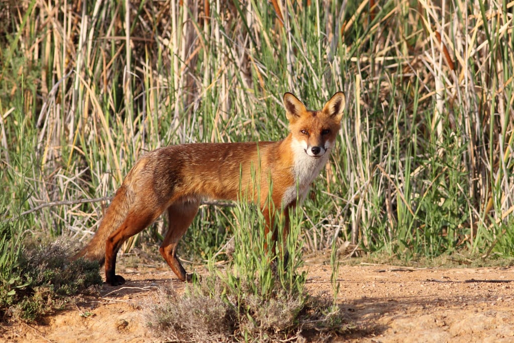 European Red Fox (Vulpes vulpes) European Red Fox (Vulpes vulpes)