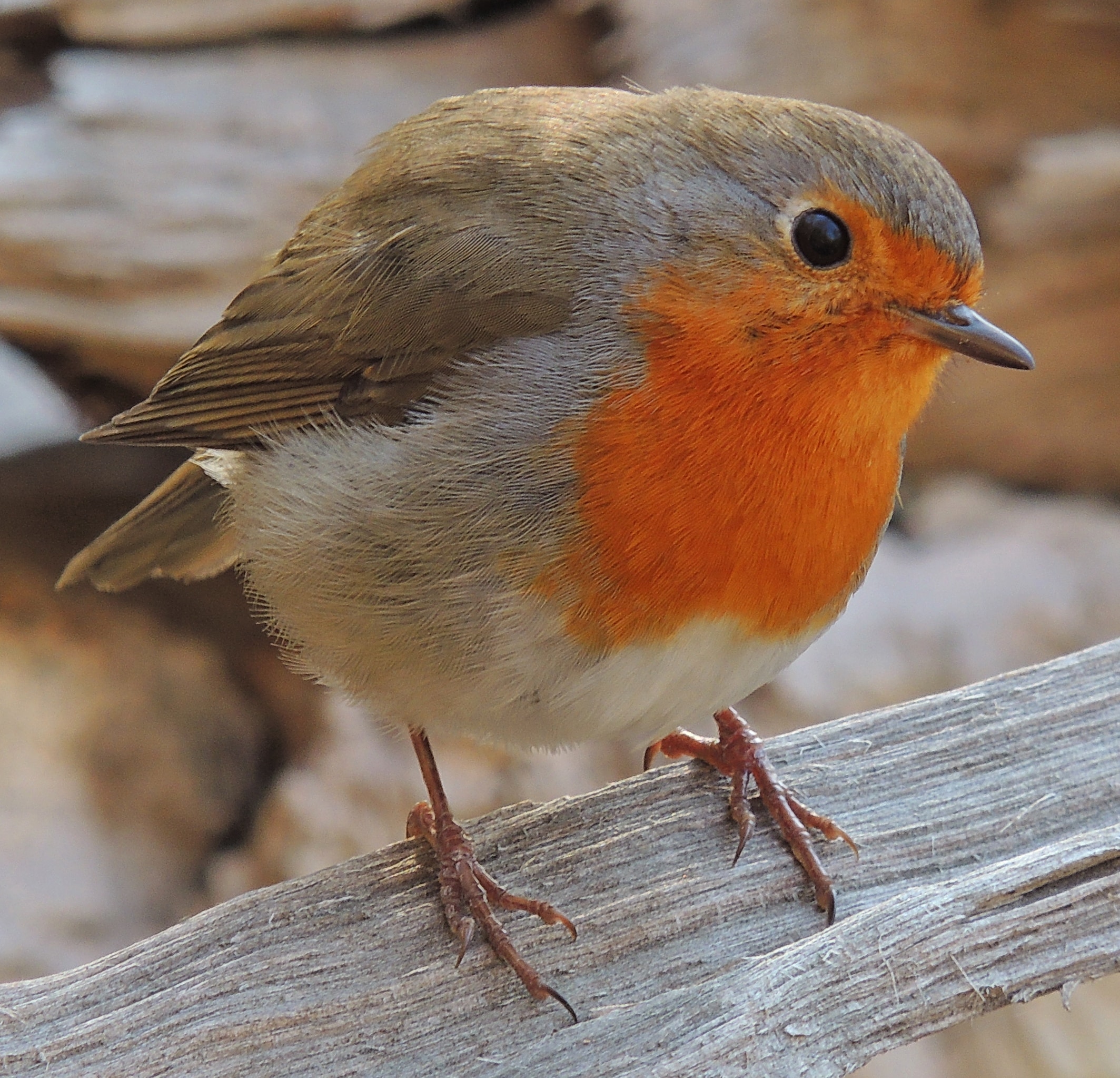 Erithacus rubecula (26099091692) cropped Erithacus rubecula (26099091692) cropped