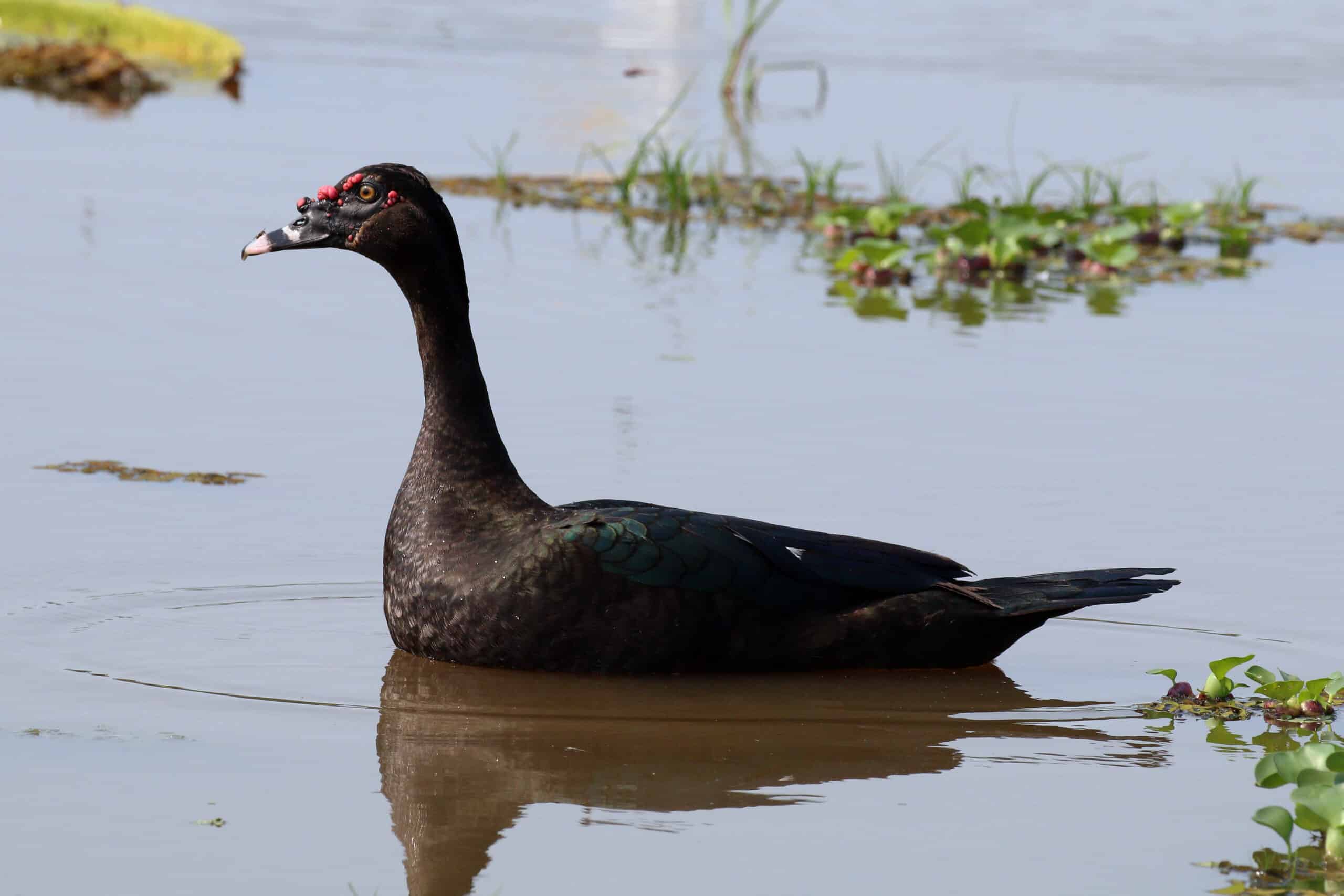 File:Muskovy duck (Cairina moschata).JPG File:Muskovy duck (Cairina moschata).JPG