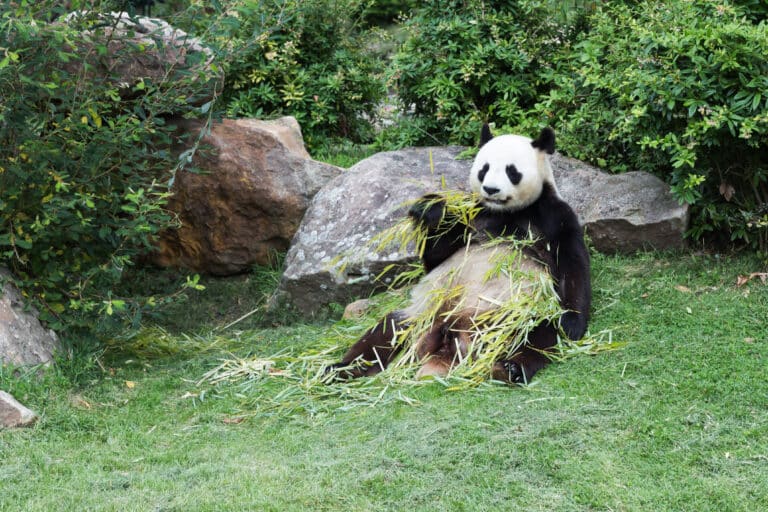 Ailuropoda melanoleuca (Panda géant) – 445