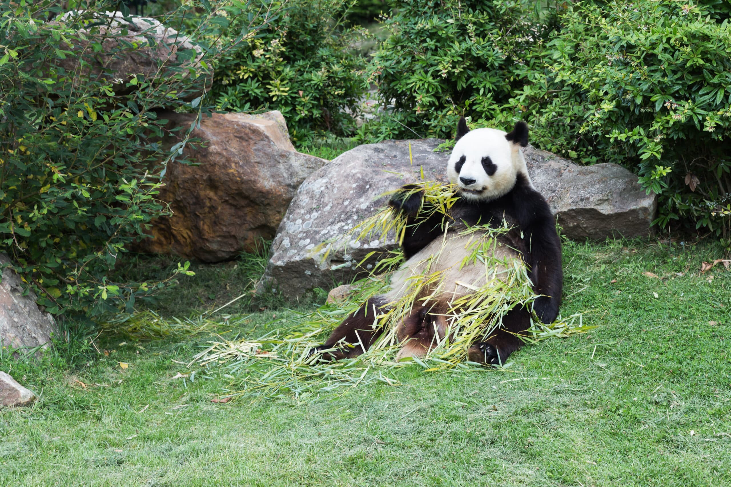 Ailuropoda melanoleuca (Panda géant) – 445
