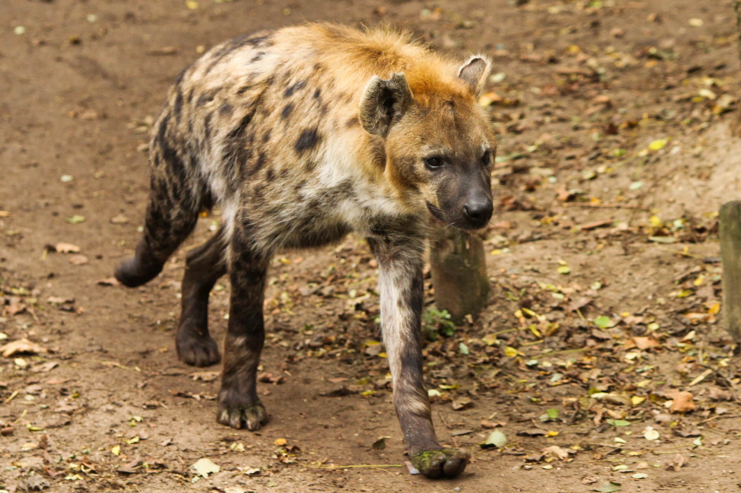 Hyena (4027741852) Hyena (4027741852)