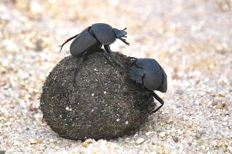 IMG13232 Dung beetles