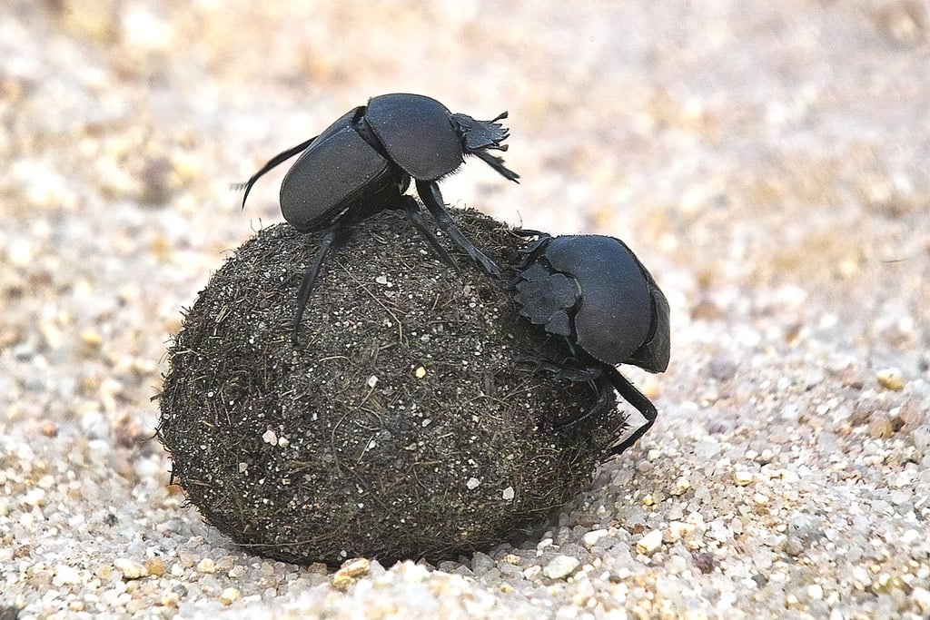 IMG13232 Dung beetles