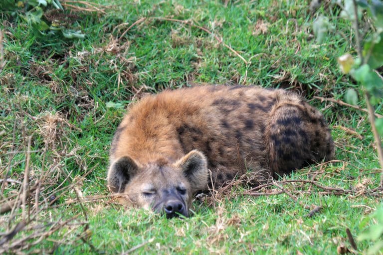 Spotted hyena in Aberdare NP Spotted hyena in Aberdare NP
