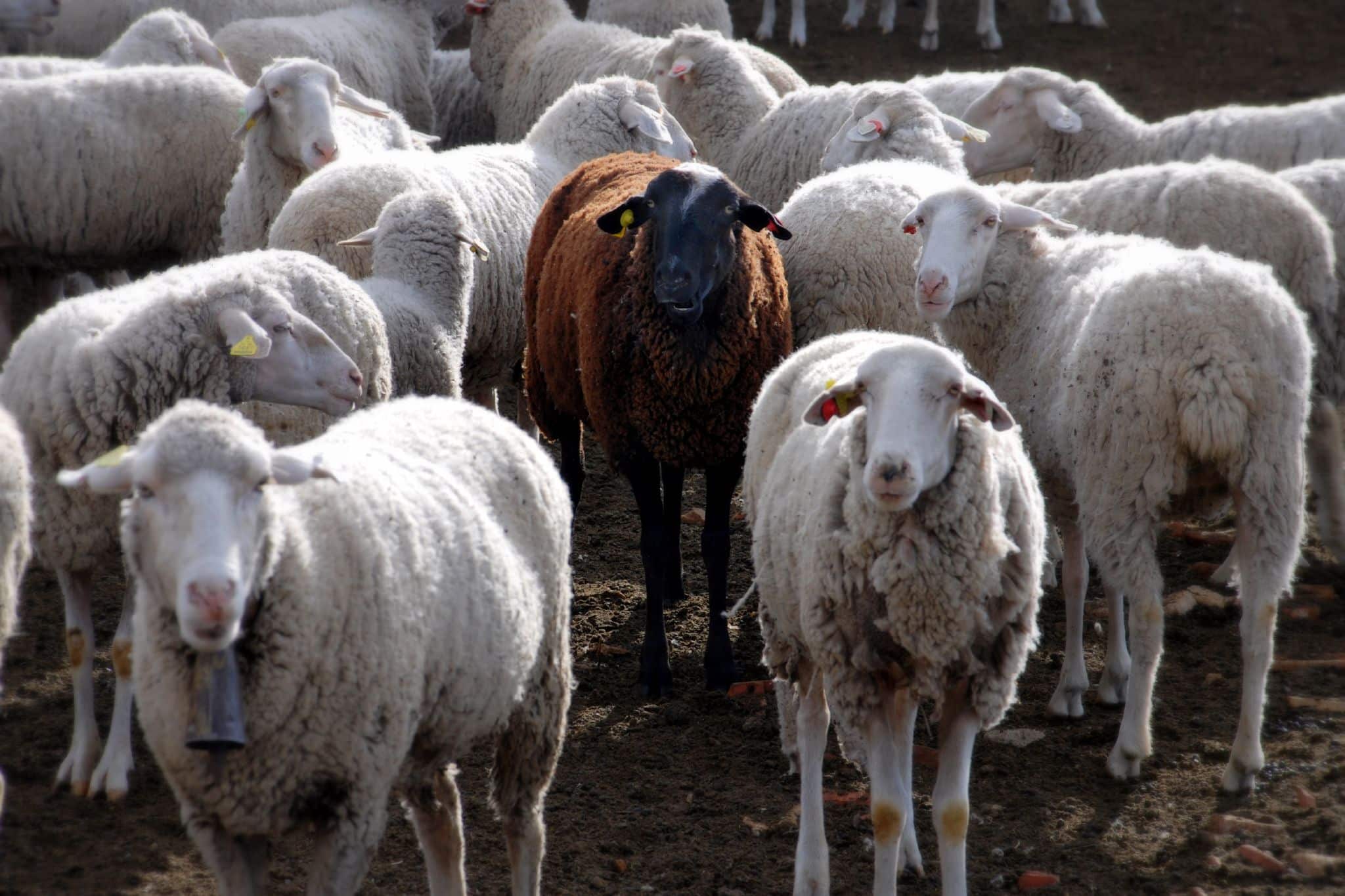 Black sheep-1