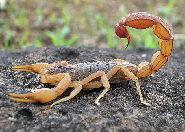 Scorpion Photograph By Shantanu Kuveskar Scorpion Photograph By Shantanu Kuveskar