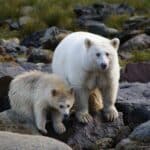 Kermode Bear (Spirit Bear)
