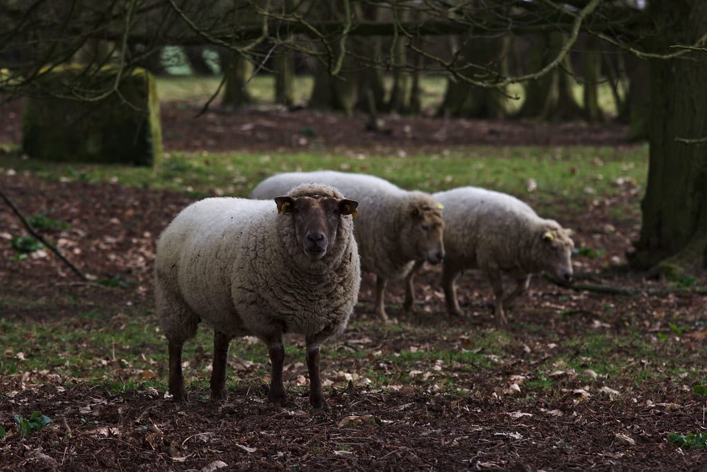 Sheep