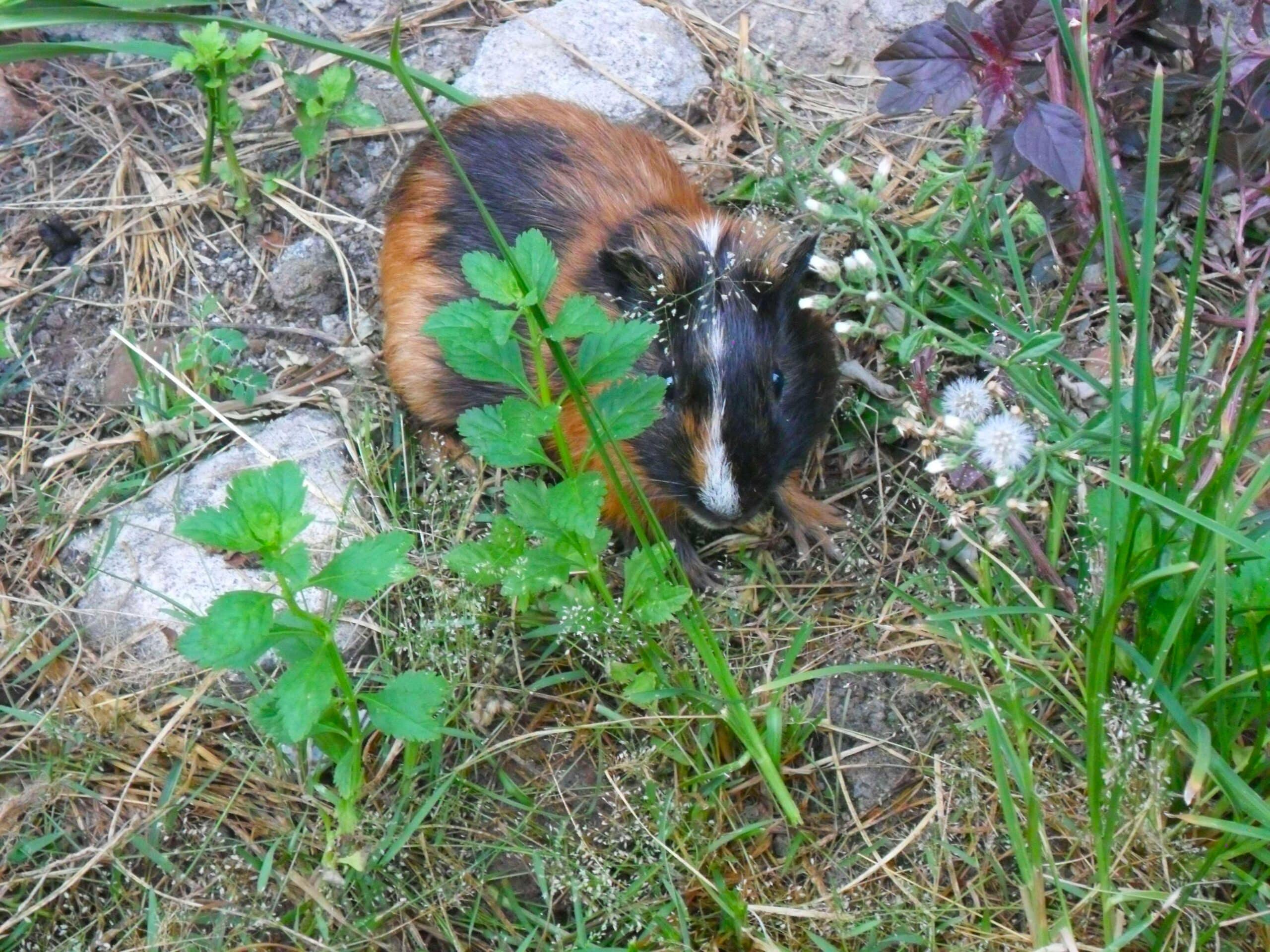 ‘+arya+’ Cavia porcellus – tikus belanda 02