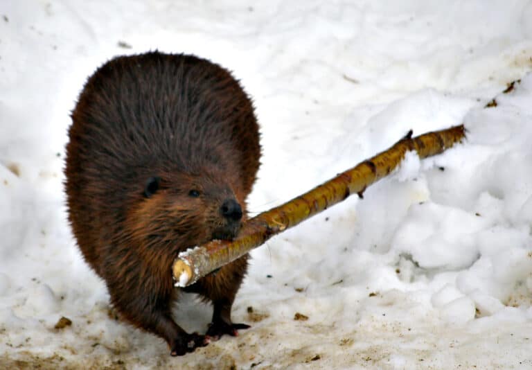 Beavers Breakfast Beavers Breakfast