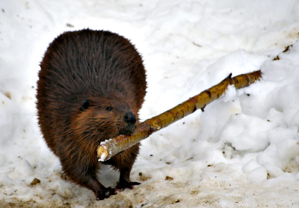 Beavers Breakfast Beavers Breakfast