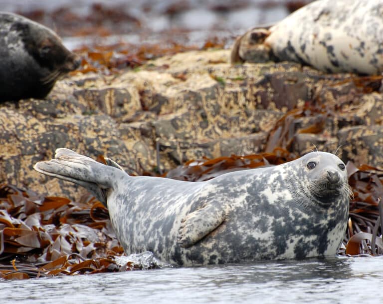 Farne Grey seal Farne Grey seal