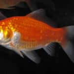 Carassius auratus auratus (goldfish) 1