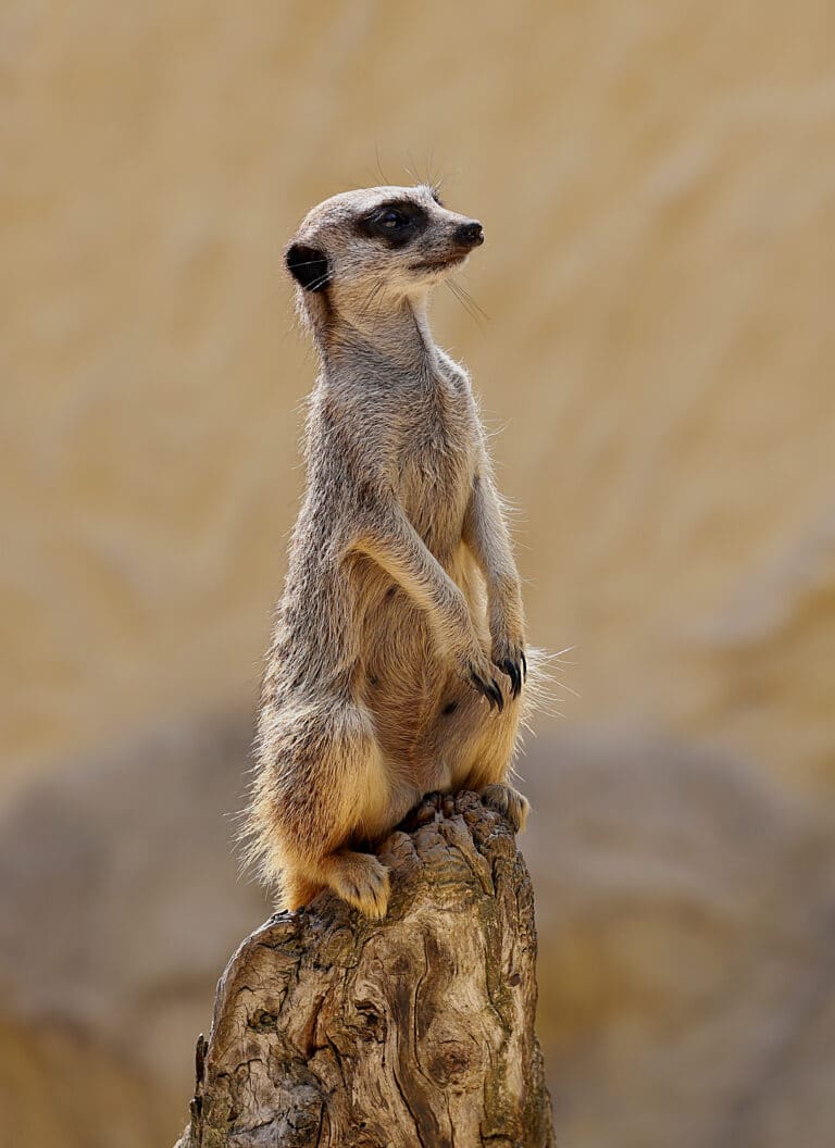 Meerkat (Suricata suricatta) J2