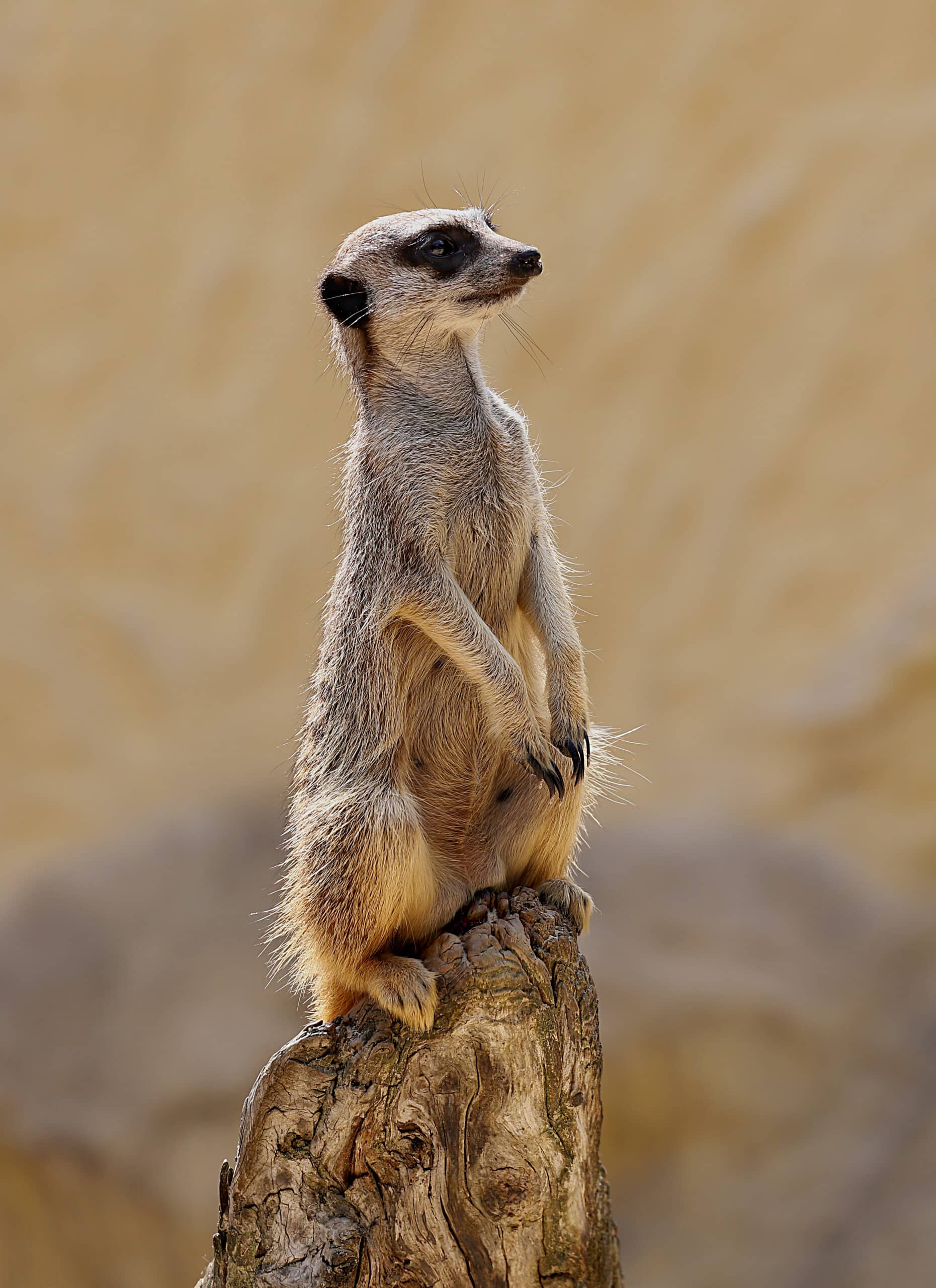Meerkat (Suricata suricatta) J2