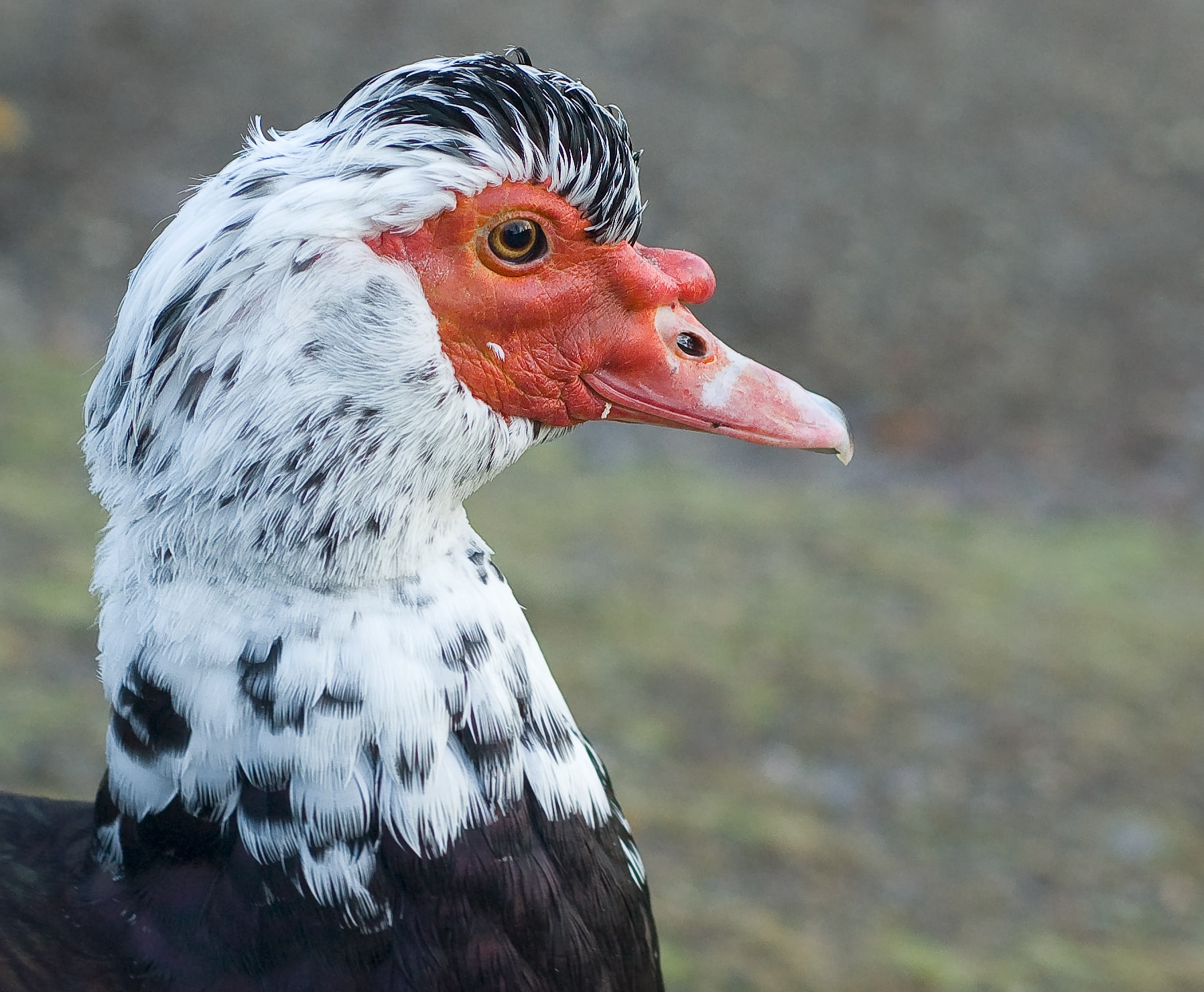 Cairina moschata head norway Cairina moschata head norway