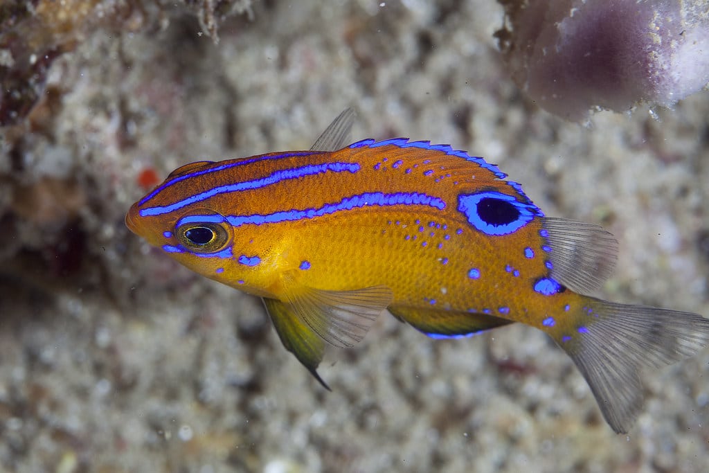 Immaculate Damselfish