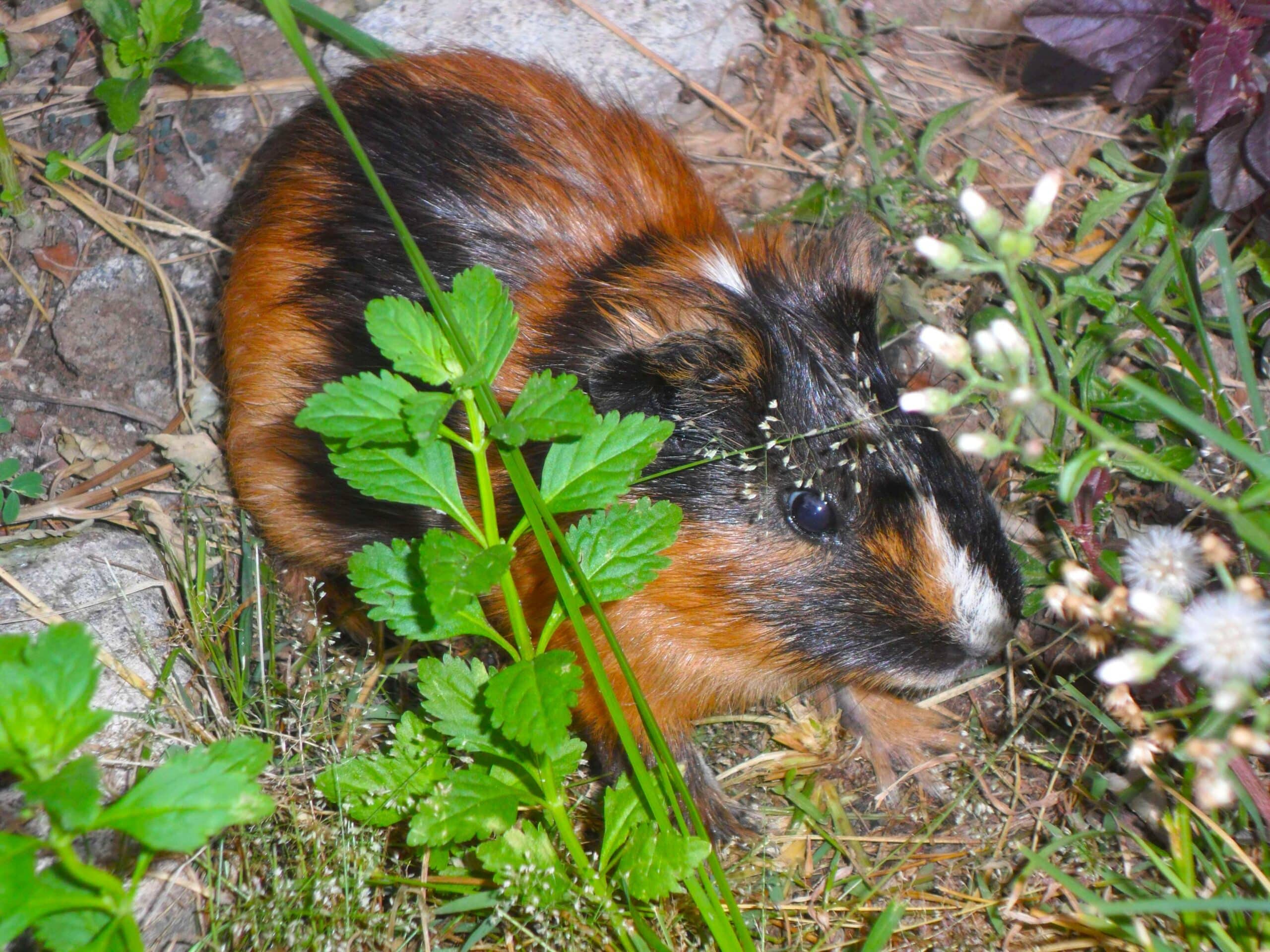 ‘+arya+’ Cavia porcellus – tikus belanda 03