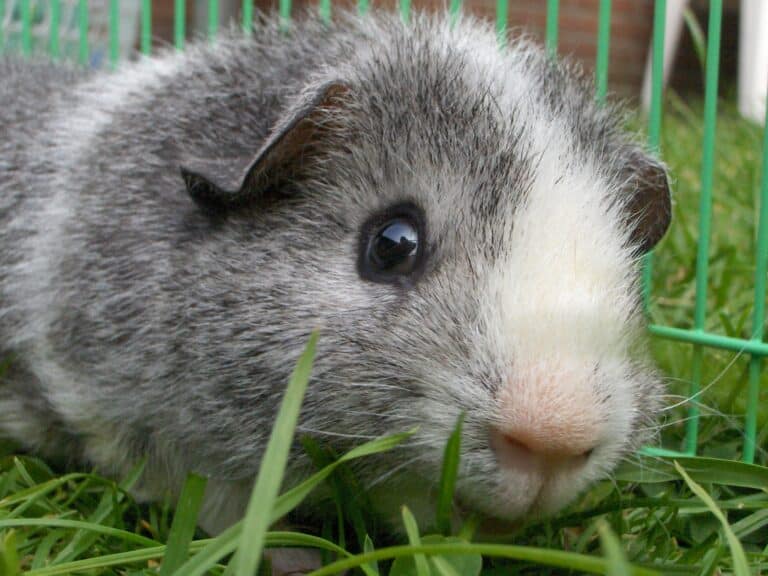 Cavia porcellus-face-in grass