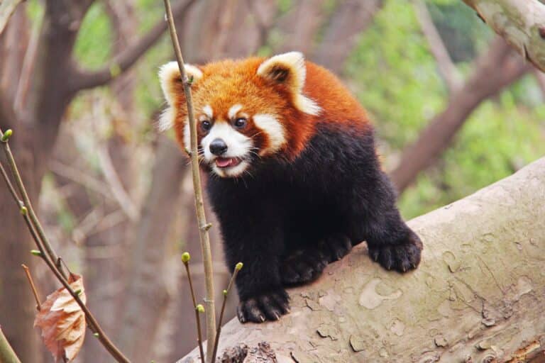 Ailurus fulgens Chengdu 20140325 Ailurus fulgens Chengdu 20140325