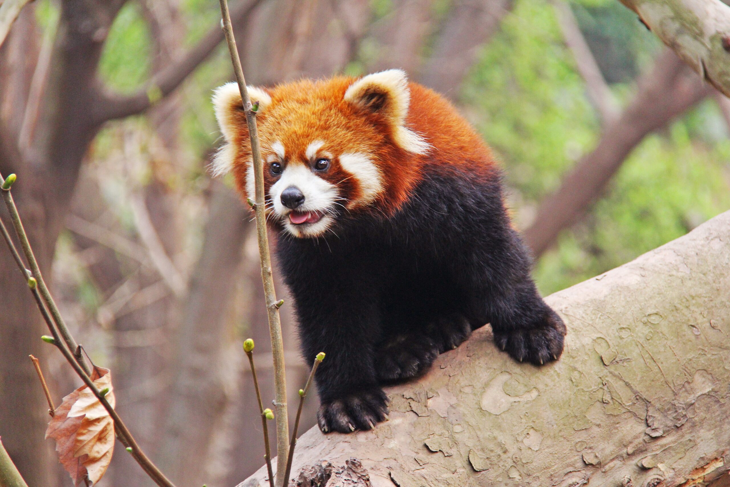Ailurus fulgens Chengdu 20140325 Ailurus fulgens Chengdu 20140325