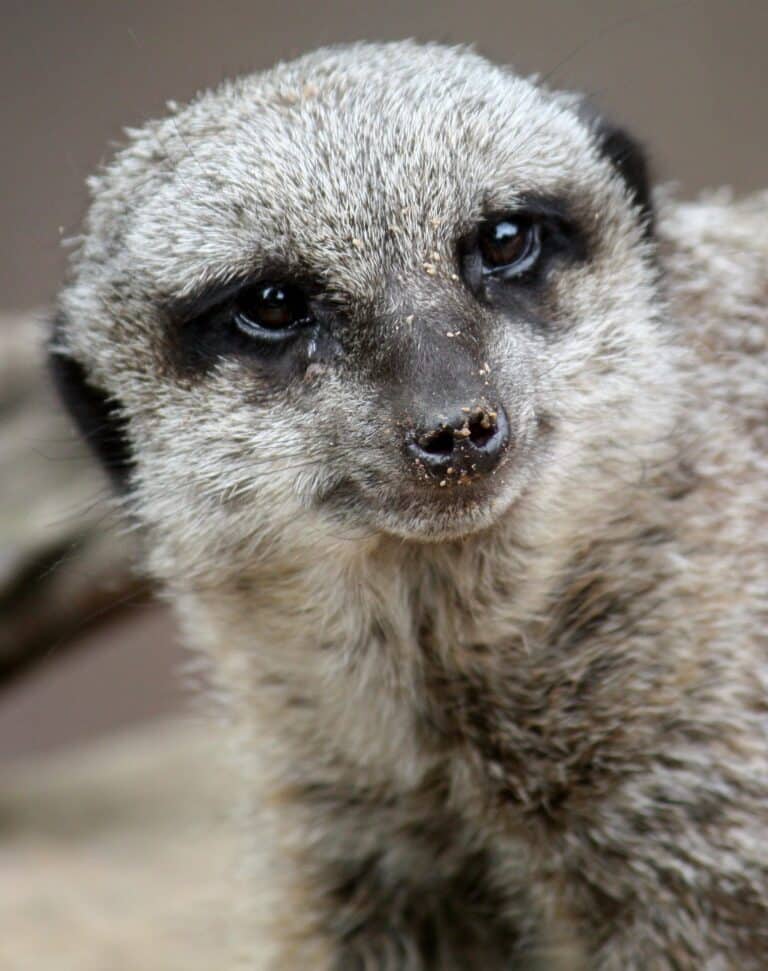 Meerkat 037